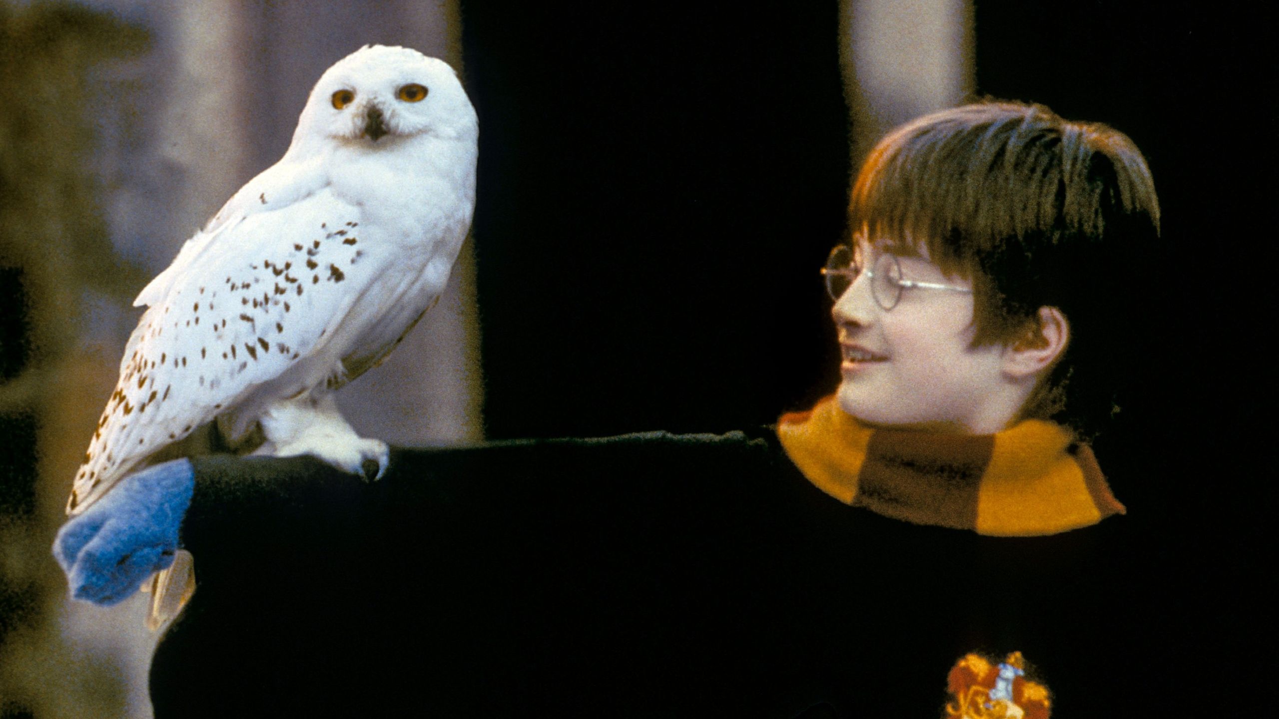 Harry Potter et Hedwige